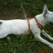 hunter (bull terrier ingles)